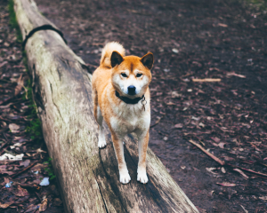 Shibas on Instagram