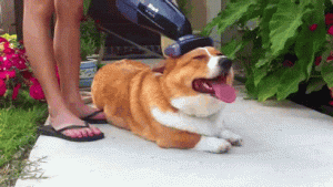 Shiba Inu Care and Grooming