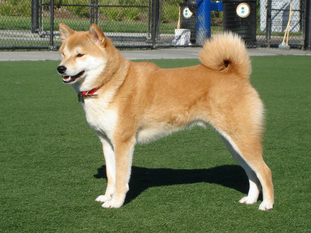 shiba inu adoption