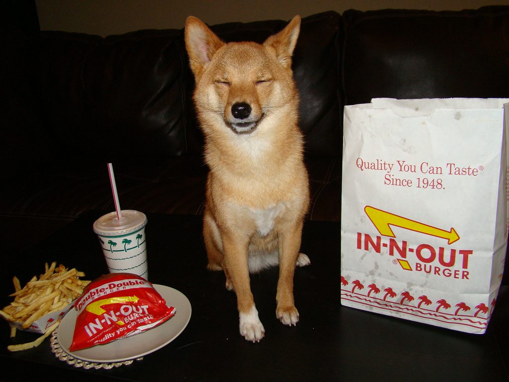 best food for shiba inu puppy