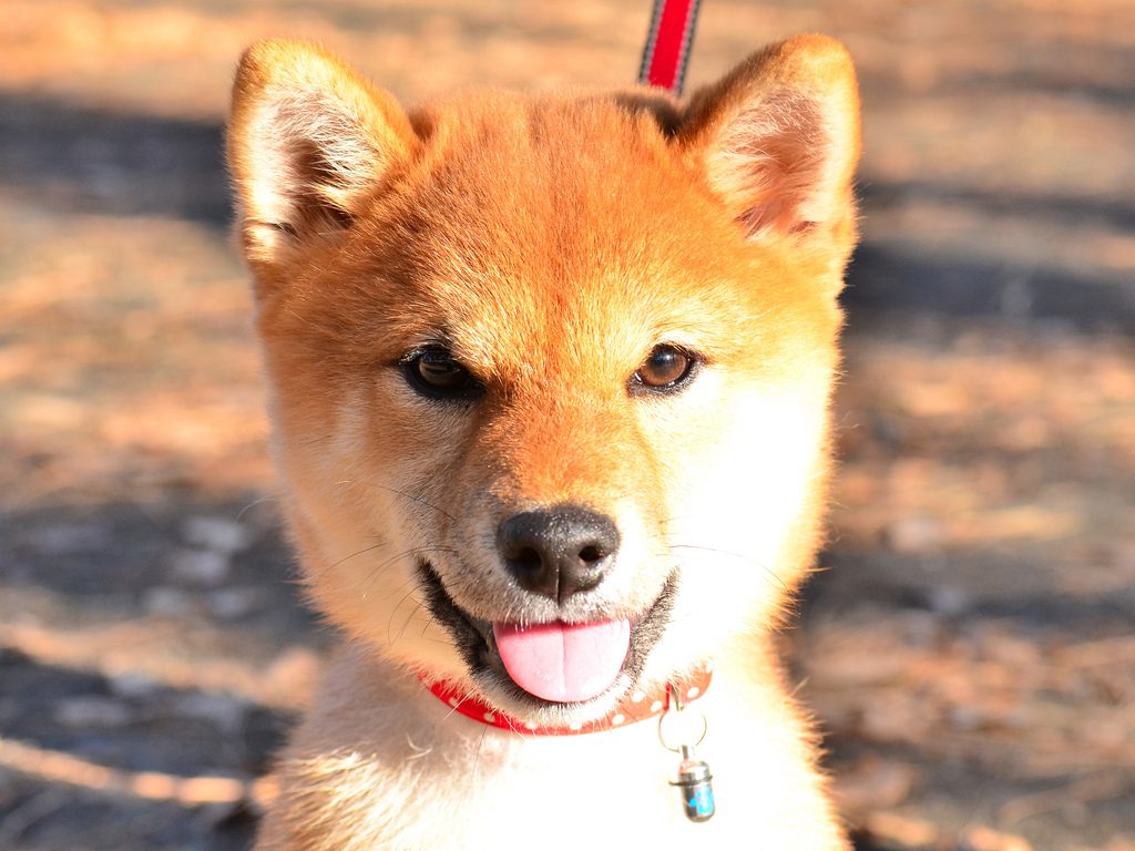 Shiba Inu Puppies