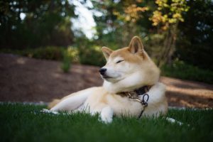 Shiba Inu Personality and Temperament