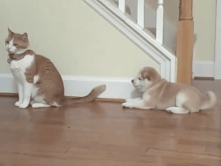 Shiba Inu with Other types of Pets